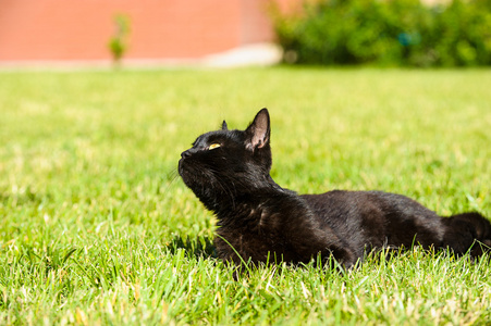 schwarze Katze auf grnem Gras