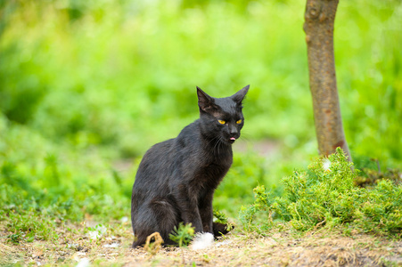 schwarze Katze auf grnem Gras