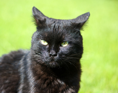 schwarze Katze auf grnem Gras