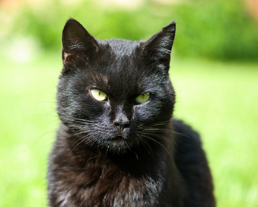 schwarze Katze auf grnem Gras