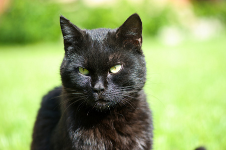 schwarze Katze auf grnem Gras