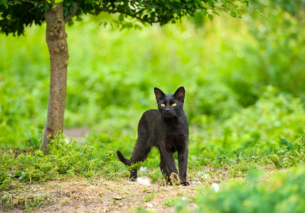 schwarze Katze auf grnem Gras