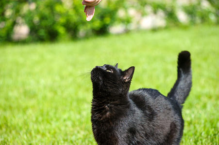 schwarze Katze auf grnem Gras