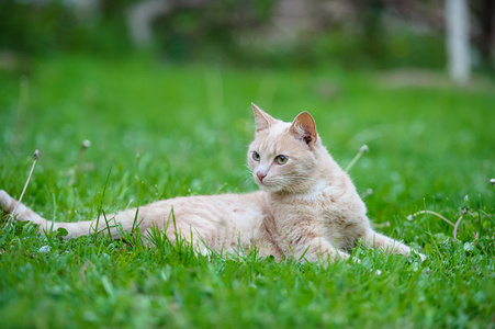 草地上有趣的猫