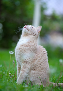 草地上有趣的猫