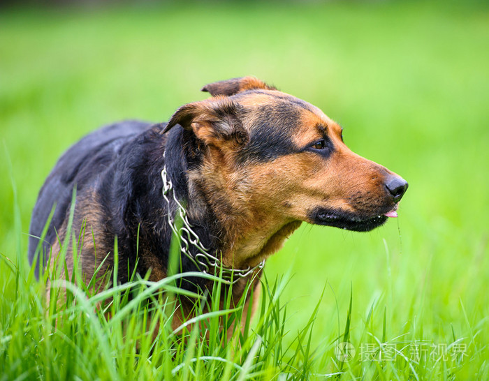 在绿色草地上条快乐的狗