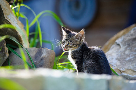 可爱搞笑小猫