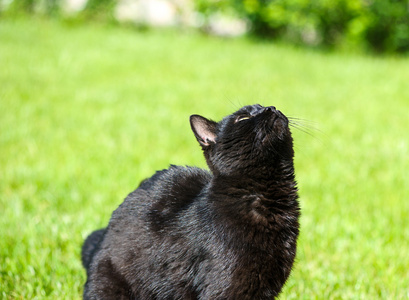 schwarze Katze auf grnem Gras