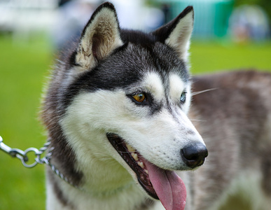 西伯利亚哈士奇猎犬