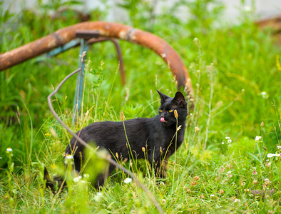 schwarze Katze auf grnem Gras