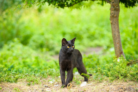 schwarze Katze auf grnem Gras