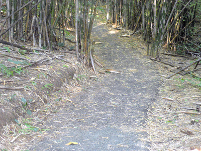 竹林。热带丛林里面的树背景