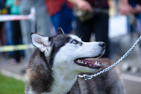 西伯利亚哈士奇猎犬