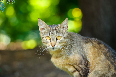 美丽有趣的猫