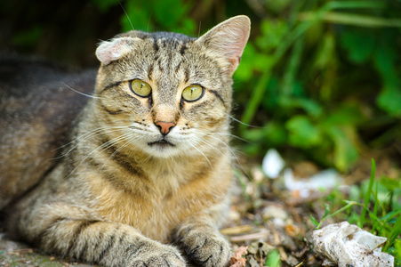 可爱的无家可归的猫