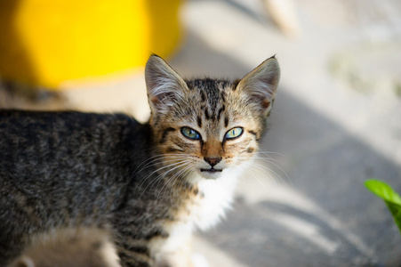 可爱搞笑小猫