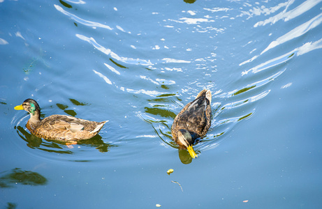 鸭子是漂浮在水上照片