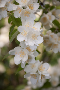 茉莉花枝