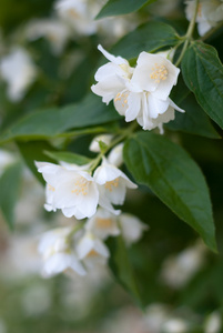 精致茉莉花花