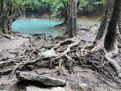 热带雨林和河