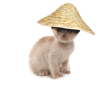 奶油缅甸小猫穿着中国帽子剪影图片
