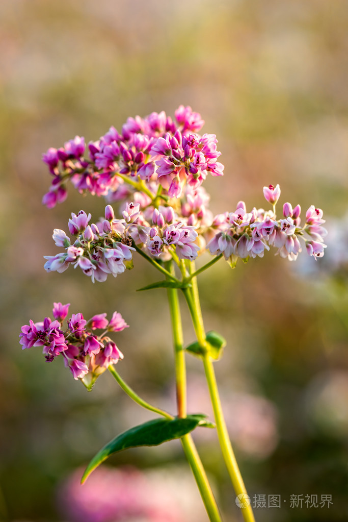 荞麦花中的字段