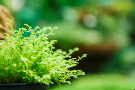 苔藓叶片质地