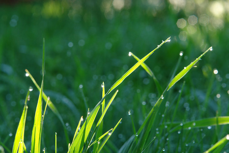 夏天的早晨，绿色的草地，露珠在草 壁纸 背景上