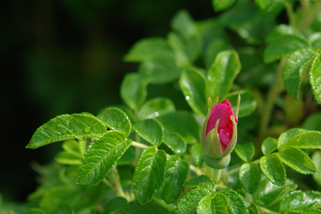 露中的野玫瑰芽