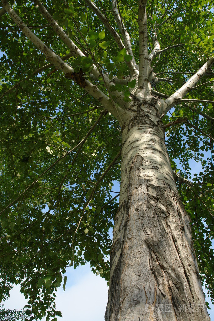 杨树树干与绿色的叶子