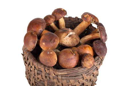 刚摘下的蘑菇，在旧的柳条篮子里上 whi 孤立