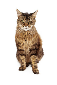 成年猫坐着愤怒的表情图片
