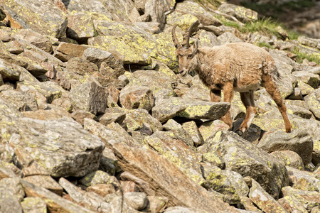 孤立的 ibex 鹿长角羊 steinbock