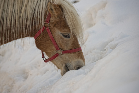马画像在洁白的雪地时看着你