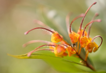 澳大利亚野花 grevillea 丽叶的特写镜头