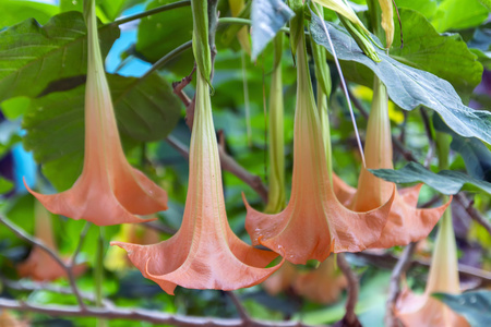 雨后的 brugmansia 花