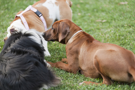 狗，不同的种族，在绿色的草坪上玩