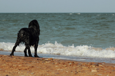 狗品种的猎犬黑海海滩等待