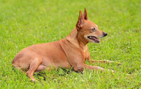 在绿色的迷你杜宾犬