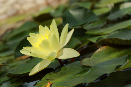 水莉莉