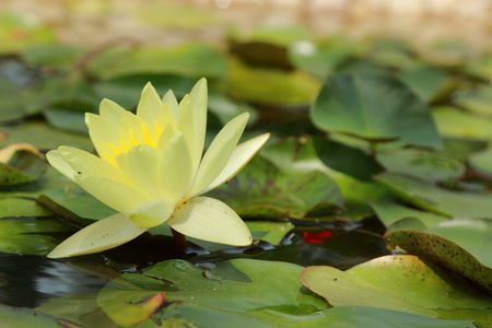 水莉莉