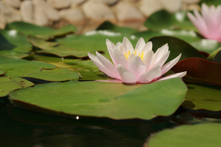 水莉莉