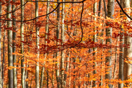 多彩和明亮秋天的森林