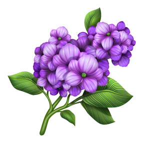 淡紫色绣球图片-淡紫色绣球素材-淡紫色绣球插画-摄图新视界