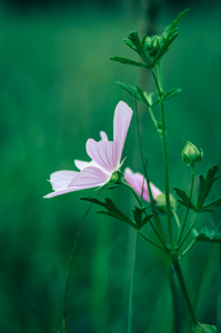 粉红色的花