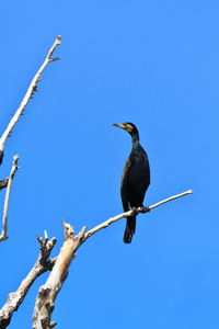 Phalacrocorax Carbo