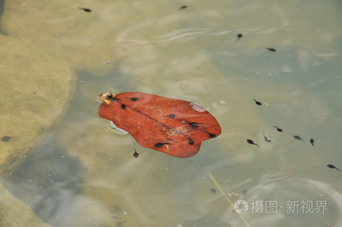 蝌蚪