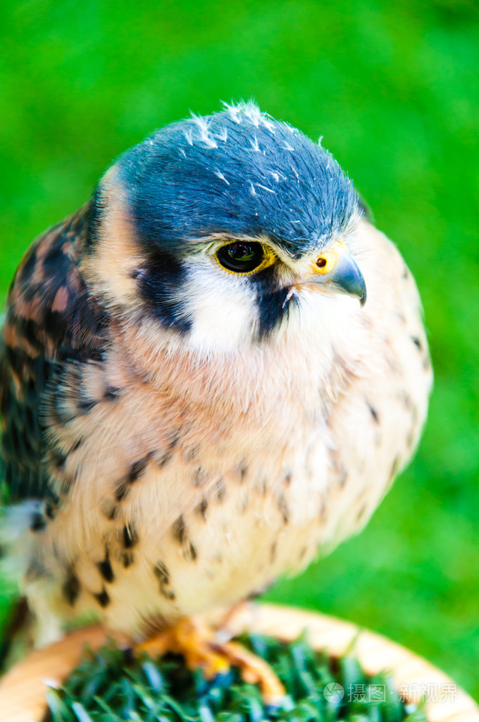 关小鹰在绿色背景下的肖像