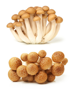 棕色山毛榉蘑菇