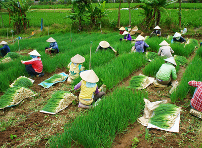 越南农民收获越南洋葱农场
